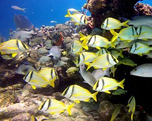 Closeup of schools of different types of fish, including bright yellow striped fish and larger gray fish, swimming in a coral reef.