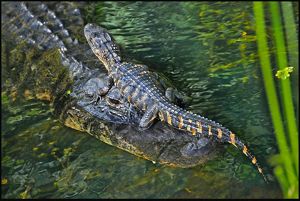 A mother alligator transports one of  her brood on her snout.