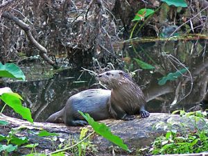 A river otter sits on a downed tree surveying their swampy territory.