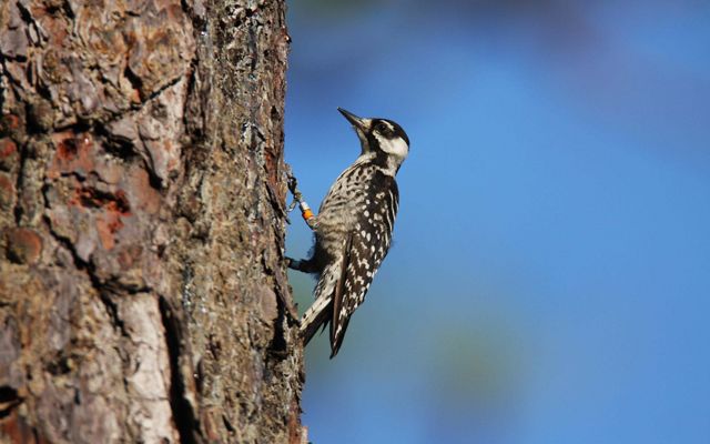 A bird with mottled white and black feathers and a red head sits on the bark of a tree.