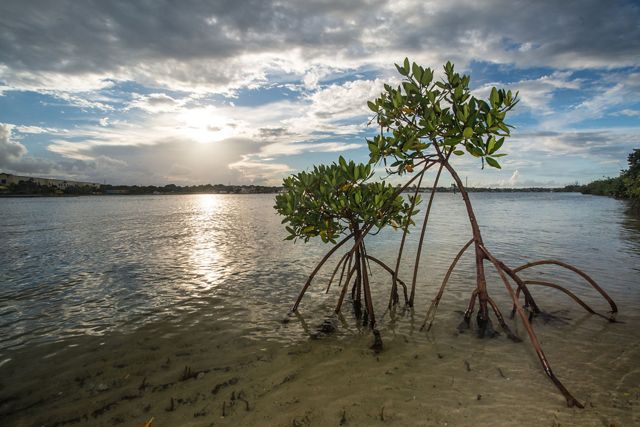 Two lone mangroves stand in shallow water at the edge of the ocean.