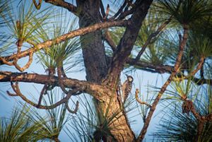 A black and white bird visits the trunk of a pine tree.