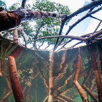 Mangrove roots grow thickly under water. A spreading green canopy is visible high above the surface of the water.