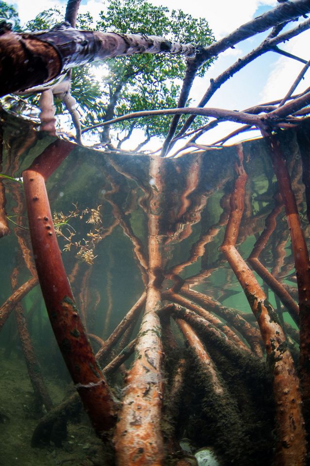 Underwater view of mangrove roots; view looks up toward the water's surface.