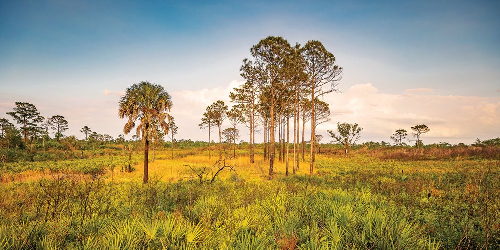 Tiger Creek Preserve scrub land with palms, pines and bushes and a sunny sky.