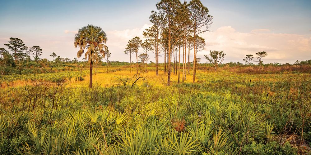 Tall pine trees tower above bright green saw palmetto and groundcover along the pine savanna.