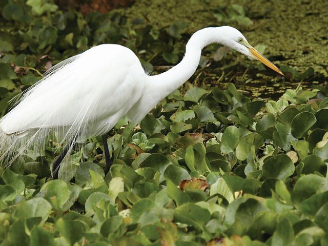 Photo of a great egret, a big white bird.