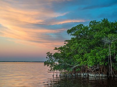 Mangrove oyster habitat along the coast of Florida in the Gulf of America