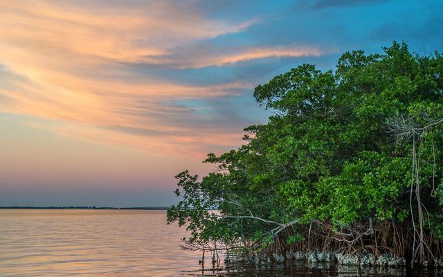 Mangrove oyster habitat