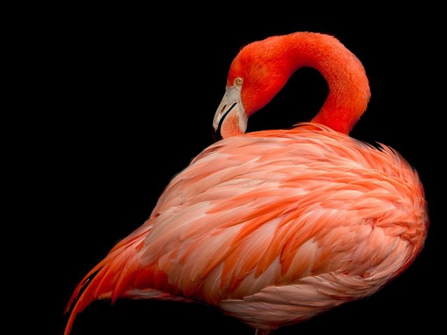 Pink flamingo in Florida