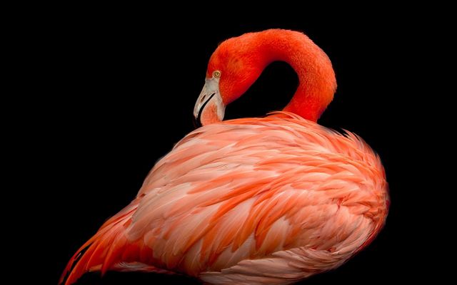 Pink flamingo in Florida