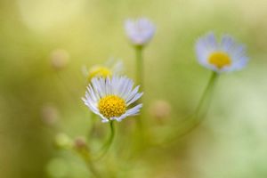 Small purple and yellow flowers on a blurred green and yellow background.