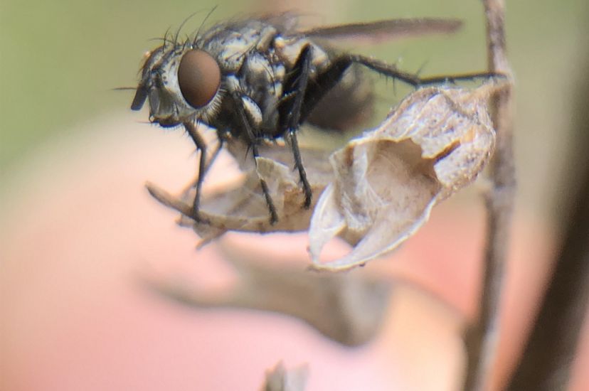 A close up macro view of a black fly sitting on a dried brown leaf.