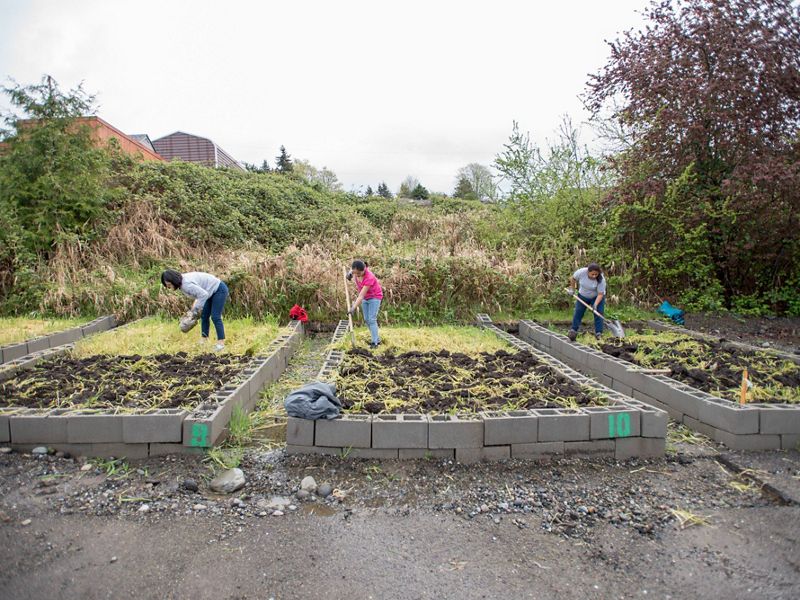 people gardening in garden plots.