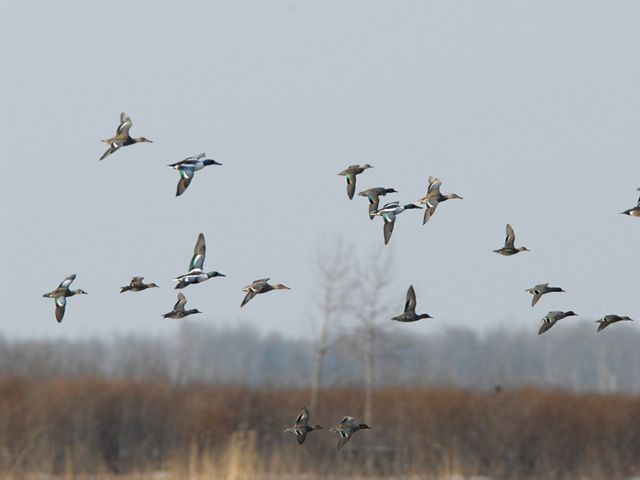 Several ducks fly through a gray sky.