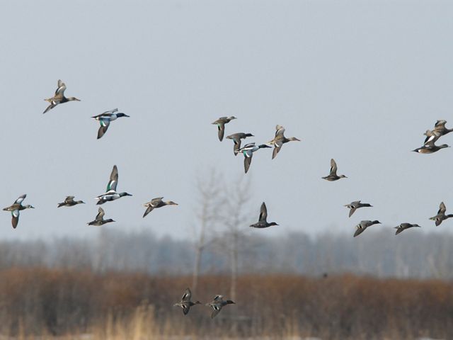 Flock of ducks