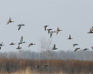 A flock of ducks in flight over a prairie