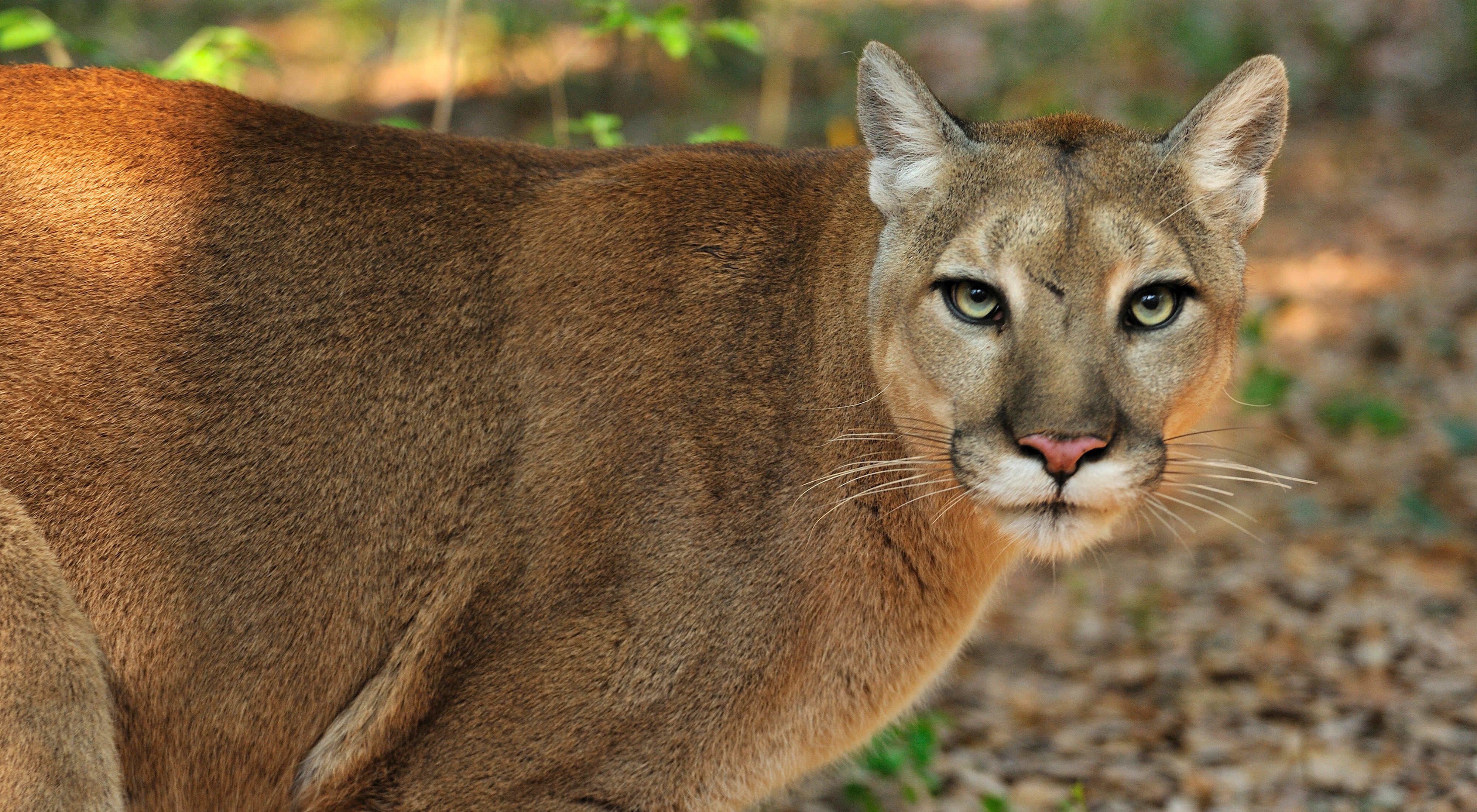 Florida panther with golden eyes stares straight ahead. 