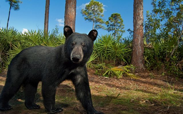 A black bear walks past a wildlife camera in a forest.