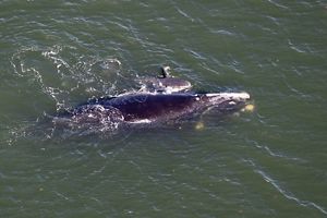 Fisherman holds a freshly caught mutton snapper in the Florida Keys. 