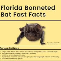 Fact sheet for the brown Florida bonneted bat; includes a closeup photo of the bat.
