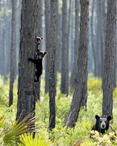 A mother black bear on the ground with cubs in a tree.