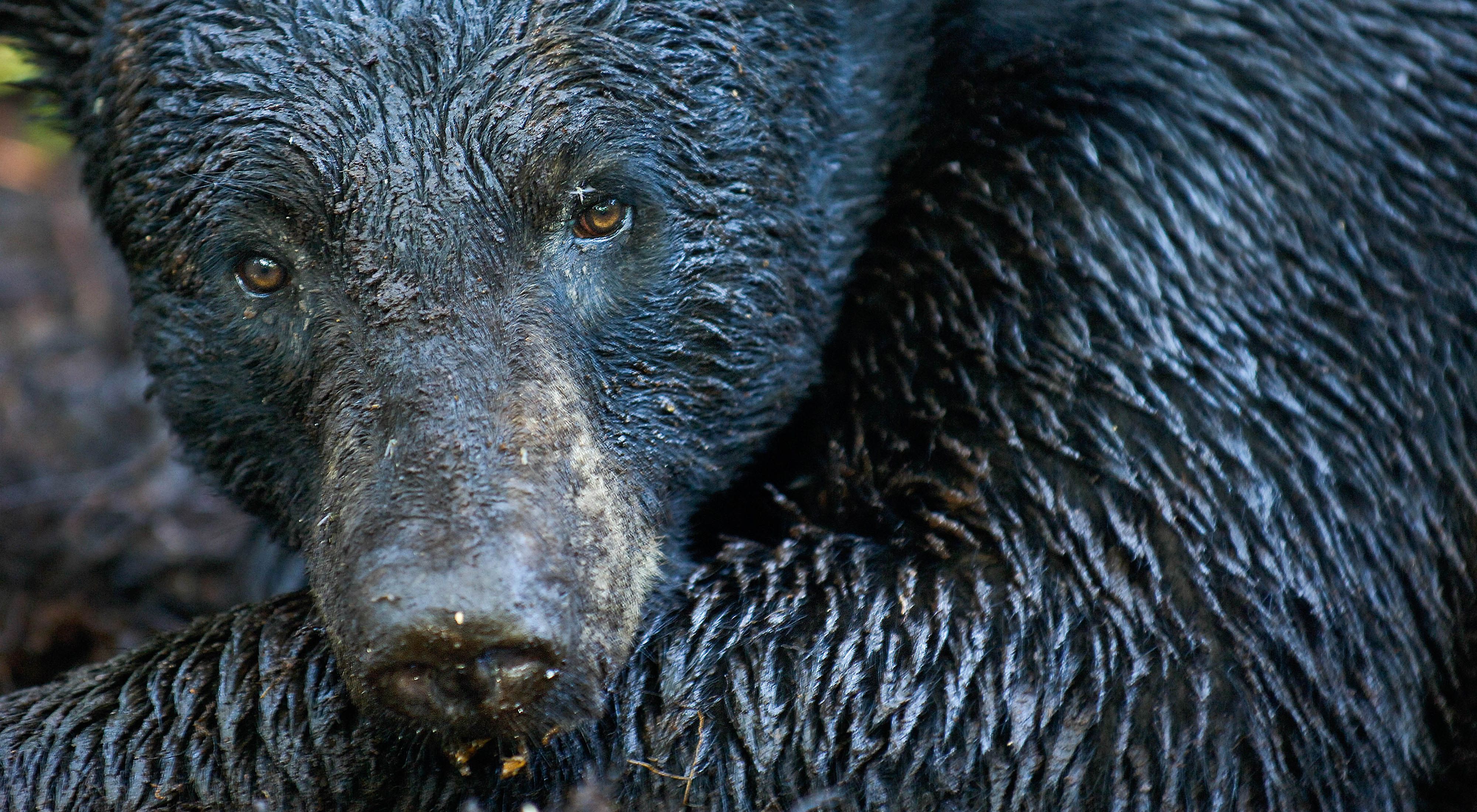 Closeup of the head and shoulder of a Florida black bear with wet, glistening fur.