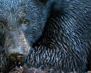 Closeup of the head and shoulder of a Florida black bear with wet, glistening fur.