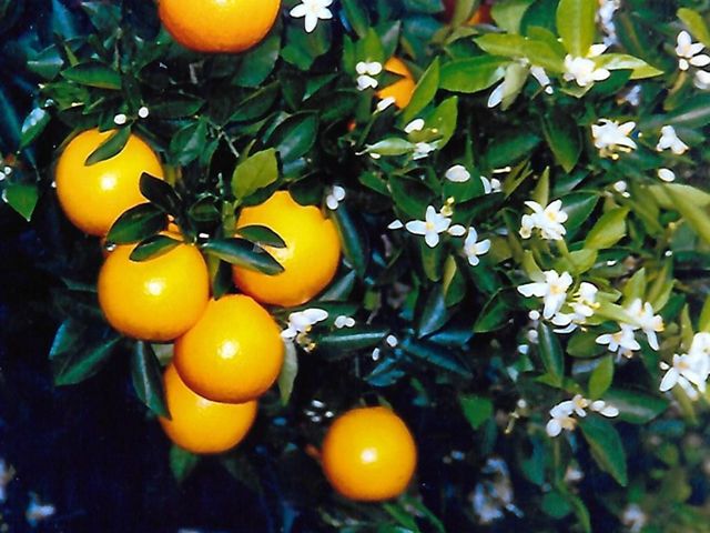 Closeup of an orange tree with dark green leaves, small white flowers and some ripe oranges.