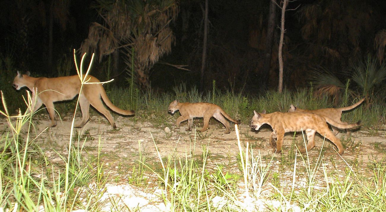 Panther mother with three kittens roaming in the wild in Florida.