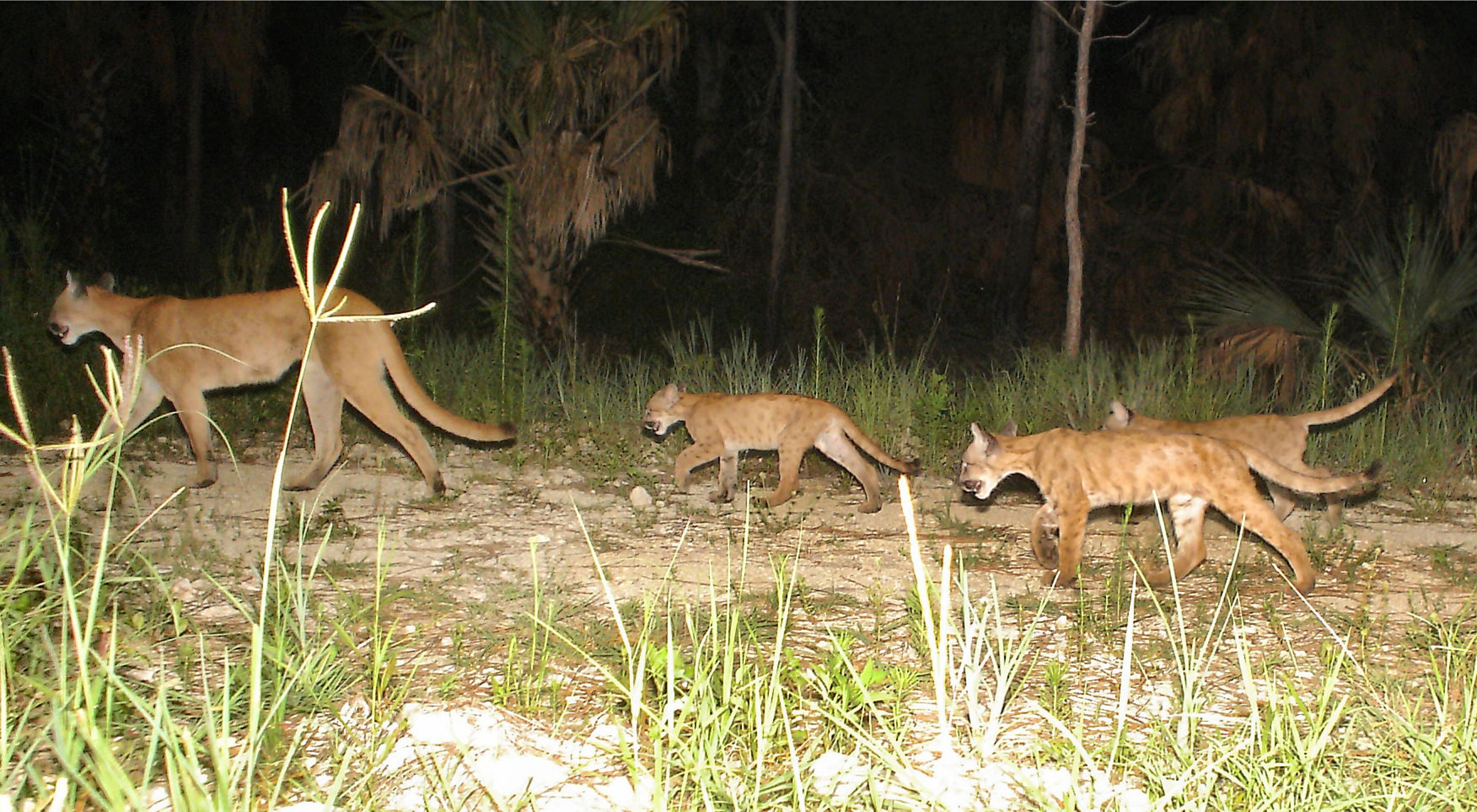 Panther mother with three kittens roaming in the wild in Florida. 