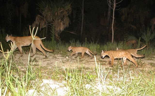 A trail camera photo of a Florida panther and three kittens walk along a trail.