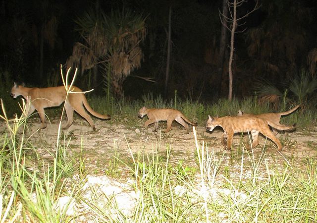 3 florida panther kittens with spotted coloration follow a female panther mother through grassy florida forest at night.