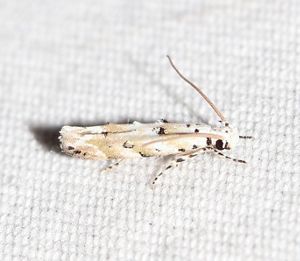 A small white flower-feeding moth sits on white background cloth.