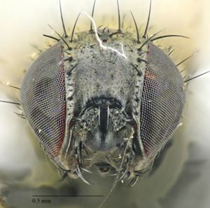 A macro photo showing the dark colored head of a fly.