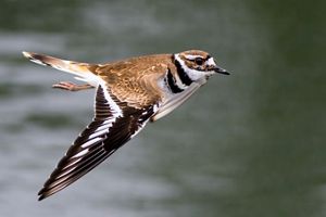 An adult killdeer is flying over a body of water. 