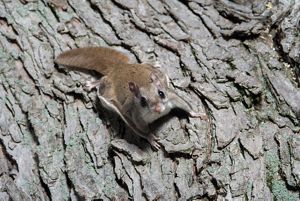 Closeup of a flying squirrel on a tree.