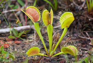 Fly trap hot sale plant