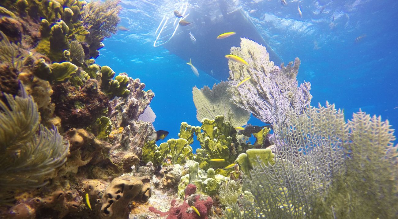 Dive boat moored over Molasses Reef in Key Largo