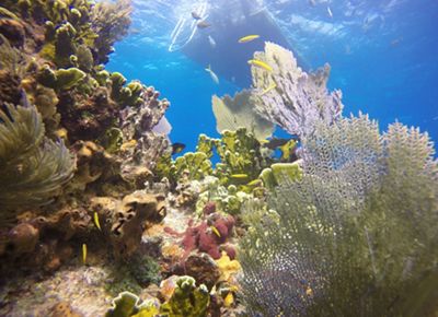 coral reefs