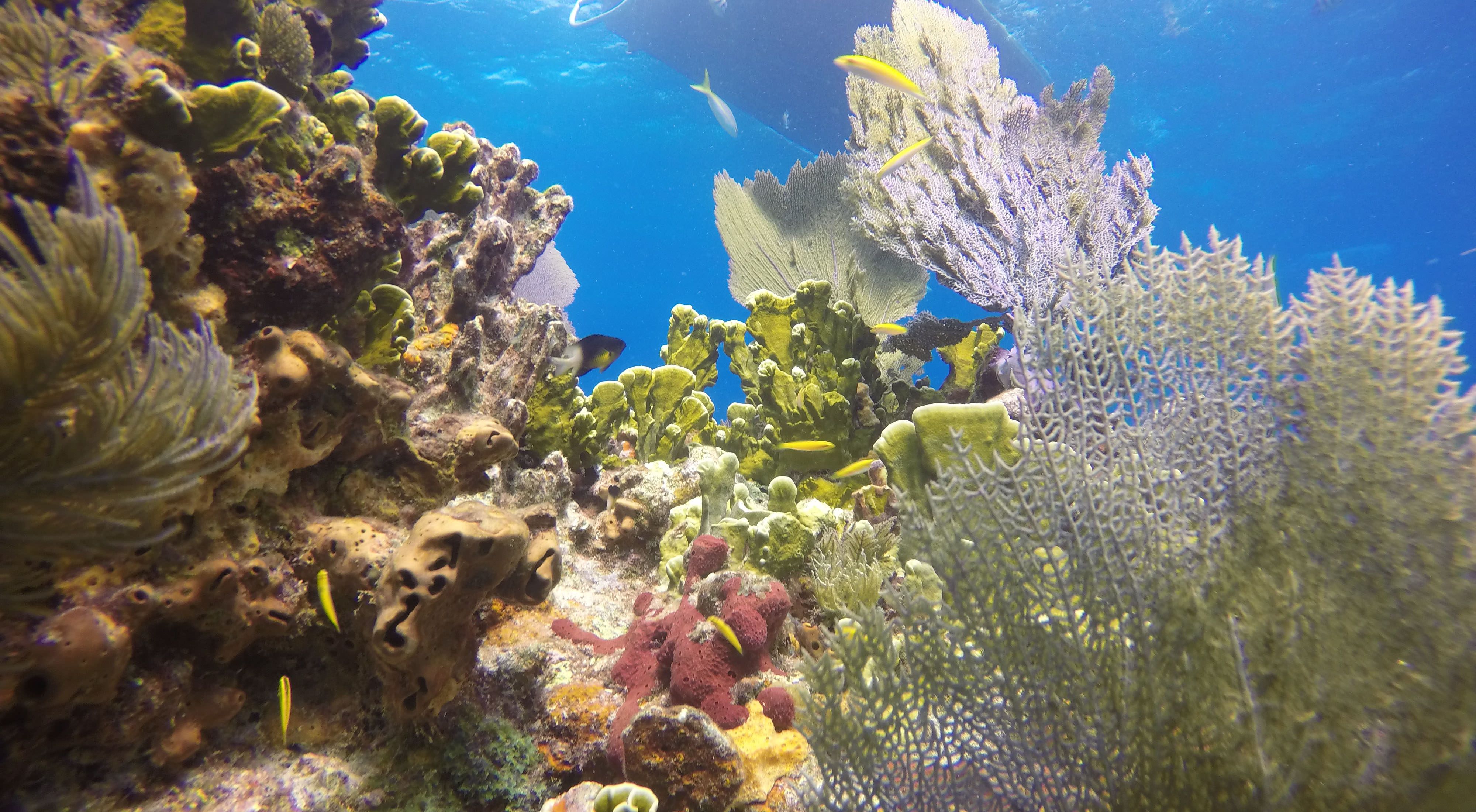 Nature Conservancy buys insurance for vulnerable coral reefs in
