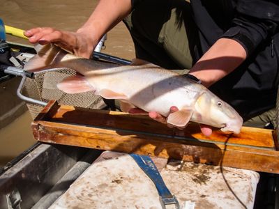 A person holding a flannelmouth sucker fish.
