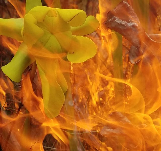 Pitcher plant flower amidst orange flames.