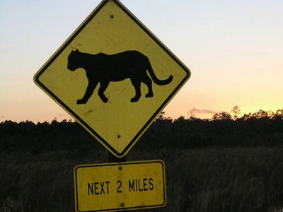 Florida panther road crossing sign.