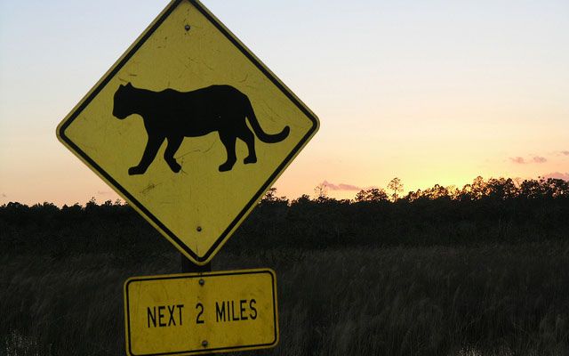 Monitoring Genetic Mutations Will Be Important for Florida Panther  Management
