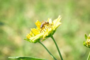 Flower in the Gran Chaco