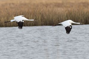 Two whooping cranes flying low above open gray water.