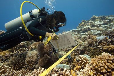 Diver examines coral bleaching in reef off coastal Palau.