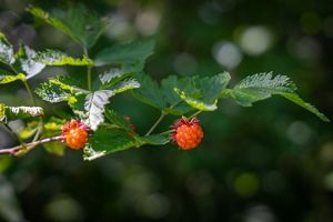 Salmon Berries