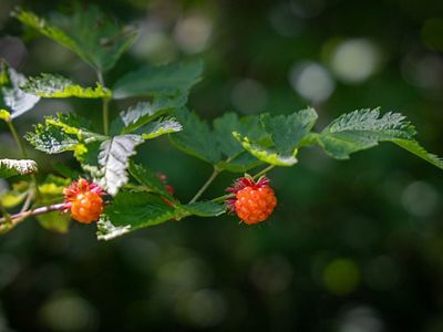 Salmon Berries